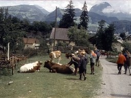 Zeltlager in Hallein 1966